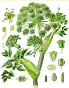 Candied angelica from Marais Poitevin