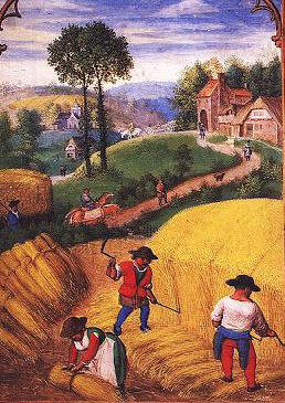Medieval wheat harvesting