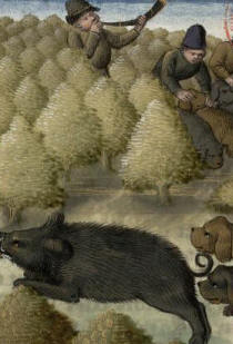 Wild boar hunt